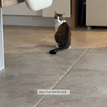 Photo de chat perdu à Heubecourt