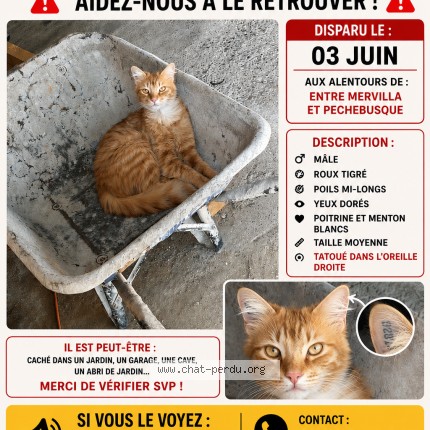 Photo 1/1 Zeste Chat perdu à Mervilla