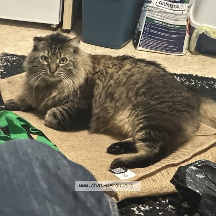 Photo de chat perdu à Clermont Ferrand