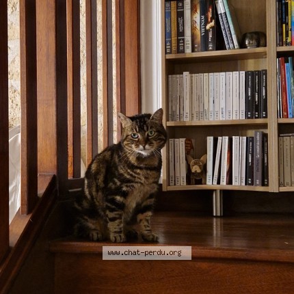 Photo de chat perdu à Presles