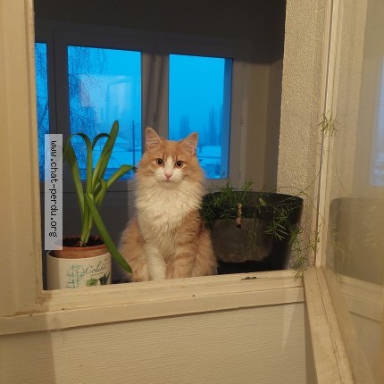 Photo 1/1 Chat retrouvé Perdu à Romorantin Lanthenay