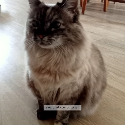 Photo 1/1 Lanine Chat perdu à Boucau