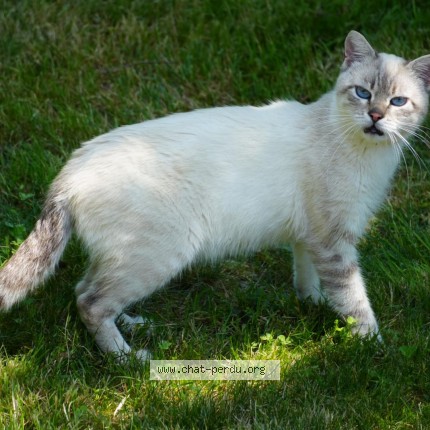 Photo 1/1 Chat trouvé Trouvé à Saint Leonard De Noblat
