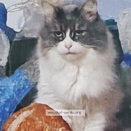 Photo 1/1 Chat retrouvé Perdu à Troyes