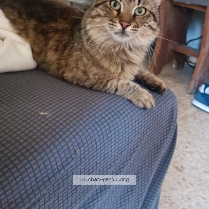 Photo de chat trouvé à St Gilles