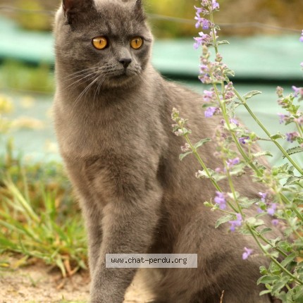 Photo de chat perdu à Noaillan
