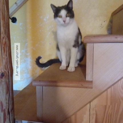 Photo de chat trouvé à Rupt Sur Moselle