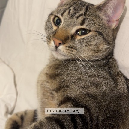Photo 1/1 Bali Chat perdu à Clamart