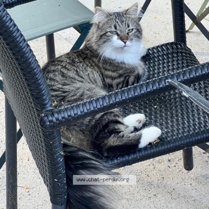 Photo de chat perdu à Lyon