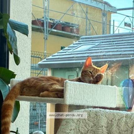 Photo 1/1 Chat retrouvé Perdu à Ste Colombe La Commanderie