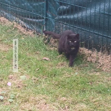 Photo de chat trouvé à Lille