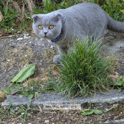 Photo 1/1 Chat trouvé Trouvé à Juvisy Sur Orge