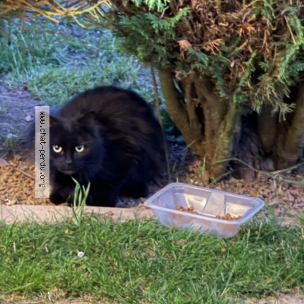 Photo 1/1 Chat trouvé Trouvé à Saint Illiers La Ville
