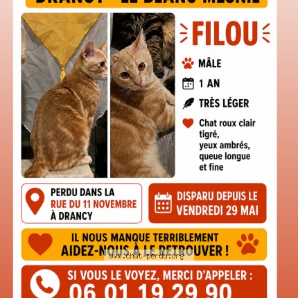 Photo 1/1 filou Chat perdu à Drancy