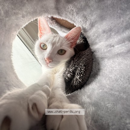 Photo de chat perdu à Bordeaux