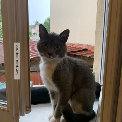 Photo de chat trouvé à Bron