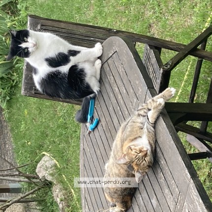 Photo de chat perdu à Houilles