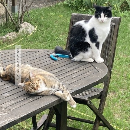 Photo 1/1 Chat retrouvé Perdu à Houilles