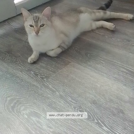 Photo 1/1 Zitoune Chat perdu à Aureilhan