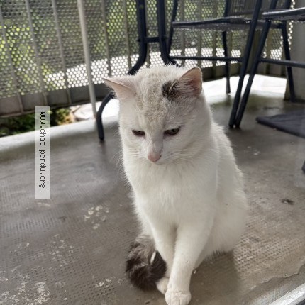 Photo 1/1 Chat trouvé Trouvé à Montbeliard