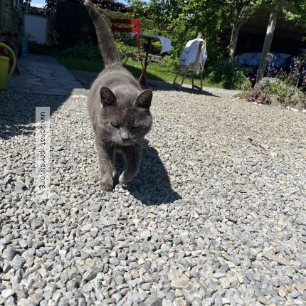 Photo de chat perdu à Ronfeugerai