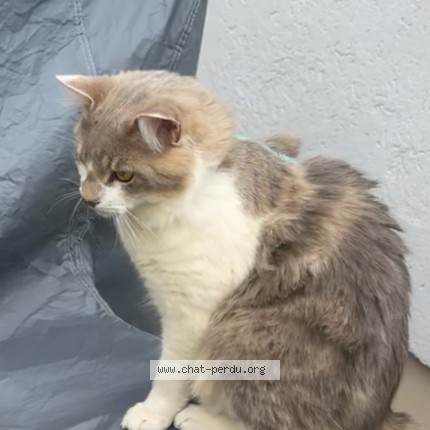 Photo de chat perdu à Mantes La Jolie