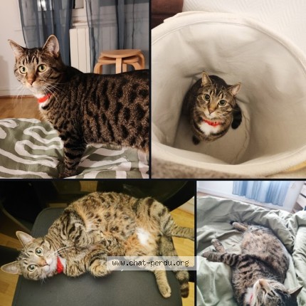 Photo 1/1 Chat retrouvé Perdu à Lille