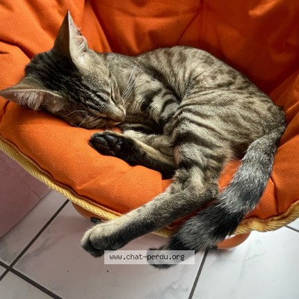 Photo 2/3 Kat Chat perdu à Bondy