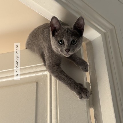 Photo 1/1 Dali Simone Chat perdu à Paris