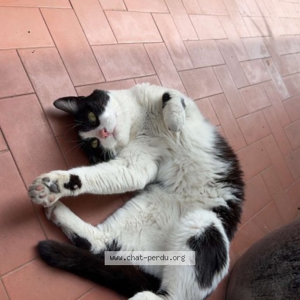 Photo 1/1 Chat trouvé Trouvé à Magagnosc