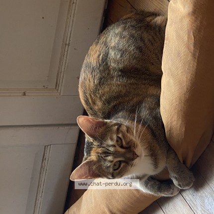 Photo 1/1 Baddah Chat perdu à Houilles