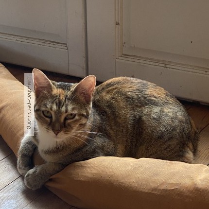 Photo 1/5 Chat retrouvé Perdu à Houilles