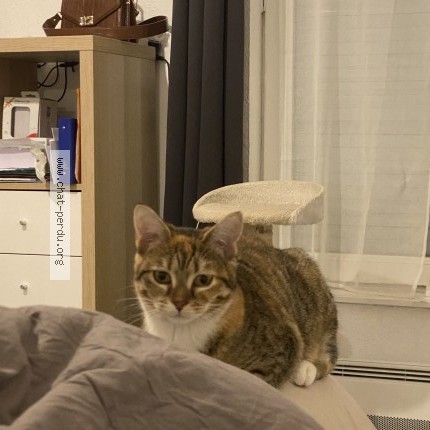 Photo 4/5 Chat retrouvé Perdu à Houilles