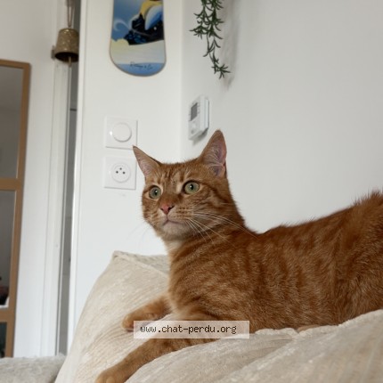 Photo 1/1 Harry Chat perdu à Luce