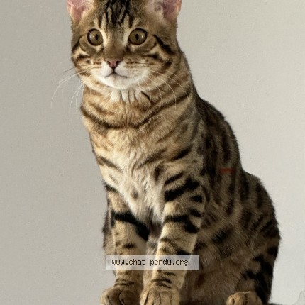 Photo 1/1 Mowgli Chat perdu à St Hubert
