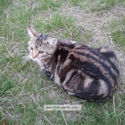Photo 2/3 dadou Chat perdu à St Jean De Braye