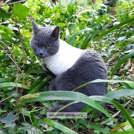 Photo 2/2 gris gris Chat perdu à Orval