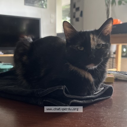 Photo 1/1 Chat retrouvé Perdu à Toulouse