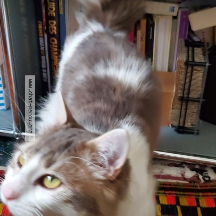 Photo 1/1 Chakine Chat perdu à Nogent Sur Marne