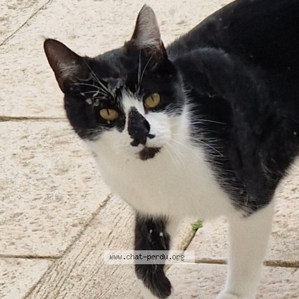 Photo 1/1 Texas Chat perdu à Colombey Ouroux Sur Saone