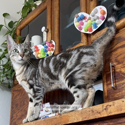 Photo 1/1 Chat trouvé Trouvé à Corbeil Essonne