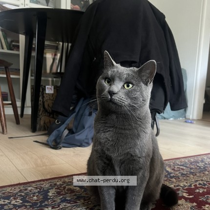 Photo de chat perdu à Dijon