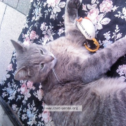 Photo 1/1 mimine Chat perdu à Flixecourt