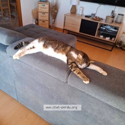 Photo de chat perdu à Le Gua