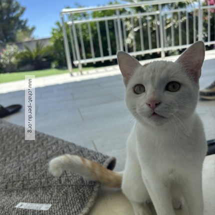 Photo de chat trouvé à Saint Victoret