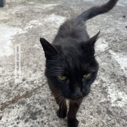 Photo 1/1 Chat retrouvé Trouvé à Orleans