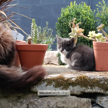 Photo 1/1 Chat trouvé Trouvé à Niort