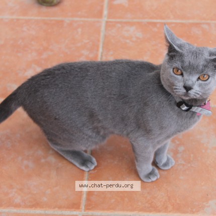 Photo de chat perdu à Bouc Bel Air