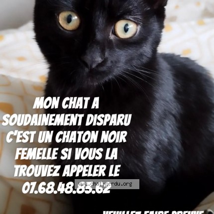 Photo 1/1 namra Chat perdu à Chambly