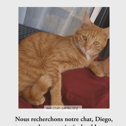 Photo 1/1 Diego Chat perdu à Villiers Sur Marne